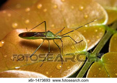 Stock Image - Grass Bug, Stenodema laevigatum from Skudup, Kuchung, Sarawak, Malaysia. Fotosearch