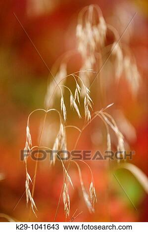 Grass Canada blue joint and autumn raspberry View Large Photo Image Stock Image - Grass Canada blue joint and autumn raspberry. Fotosearch