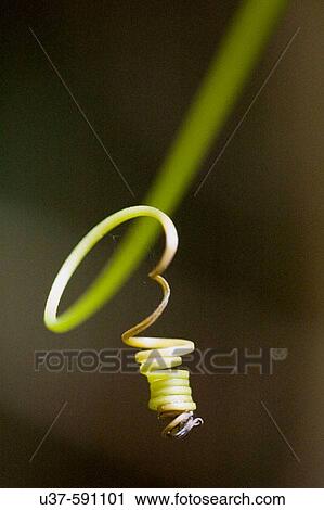 Stock Image - Grass creeper at Gunung Gading National Parks, Lundu, Sarawak, Malaysia.. Fotosearch