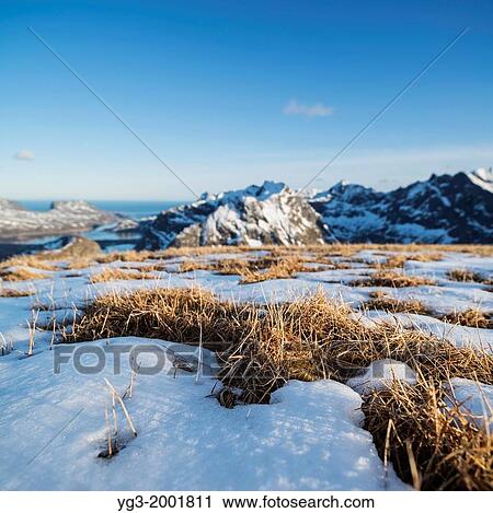 Stock Image - Grass emerges from melting spring snow on summit of Ryten, Moskenesoy, Lofoten Islands, Norway.. Fotosearch