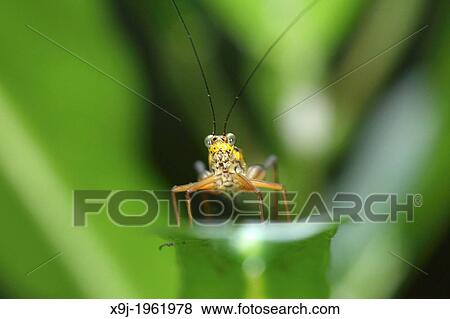 Grass hopper, Borneo View Large Photo Image Stock Photo - Grass hopper, Borneo. Fotosearch