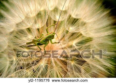 Grass hopper on a seed head - Korcula Korcula Island Craotia View Large Photo Image Stock Photograph - Grass hopper on a seed head - Korcula Korcula Island Craotia. Fotosearch