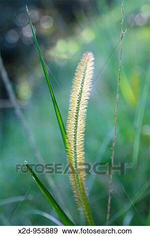Grass seed in soft light against blurred background View Large Photo Image Stock Photo - Grass seed in soft light against blurred background. Fotosearch