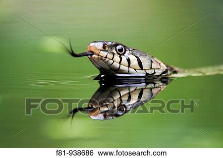 Grass snake Natirx natrix close-up of adult swimming in water UK June 2009 View Large Photo Image Stock Photograph - Grass snake Natirx natrix close-up of adult swimming in water UK June 2009. Fotosearch