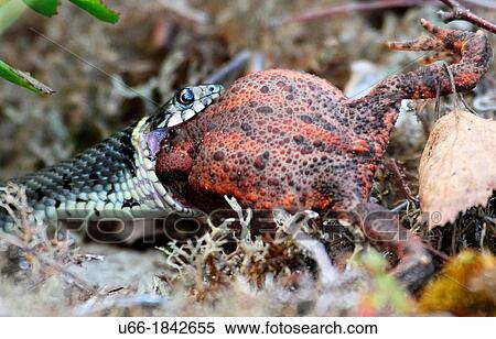 Grass snake Natrix natrix with toad Smaland Sweden. View Large Photo Image Stock Photography - Grass snake Natrix natrix with toad Smaland Sweden.. Fotosearch