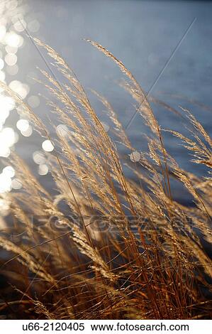 Grass, Stockholm, Sweden View Large Photo Image Stock Photography - Grass, Stockholm, Sweden. Fotosearch