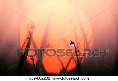 Grass with dew drops. Germany View Large Photo Image Stock Image - Grass with dew drops. Germany. Fotosearch