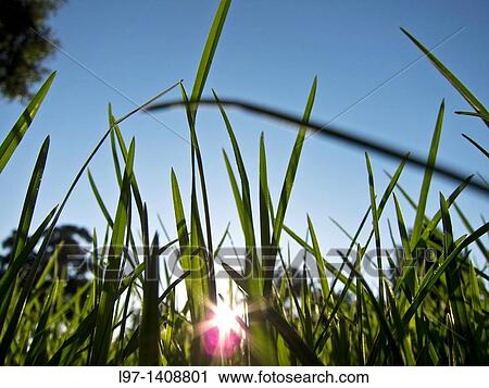 Grass with sunlight filtering through View Large Photo Image Stock Image - Grass with sunlight filtering through. Fotosearch