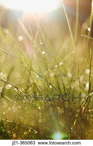 Grasses after summer rain. Bavaria, Germany View Large Photo Image Stock Image - Grasses after summer rain. Bavaria, Germany. Fotosearch