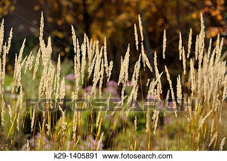 Stock Image - Grasses and aster in a naturalized garden property. Fotosearch