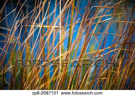 Grasses at sunrise during autumn in Torrance Barrens Dark Sky Preserve, Muskoka, Ontario, Canada. View Large Photo Image Stock Image - Grasses at sunrise during autumn in Torrance Barrens Dark Sky Preserve, Muskoka, Ontario, Canada.. Fotosearch