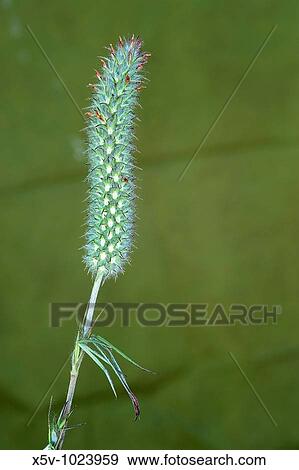 Stock Photo - Grasses. Odiel Marshes Natural Place. Huelva. Andalucia. Spain.. Fotosearch