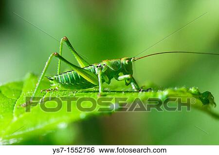Grasshopper camouflaging on a leaf, Padua hills, Italy, Europe View Large Photo Image Stock Photograph - Grasshopper camouflaging on a leaf, Padua hills, Italy, Europe. Fotosearch