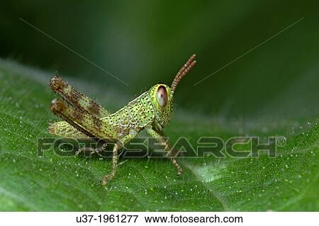 Grasshopper. Image taken at Kampung Skudup, Sarawak, Malaysia. View Large Photo Image Stock Photo - Grasshopper. Image taken at Kampung Skudup, Sarawak, Malaysia.. Fotosearch