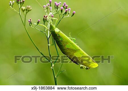 Grasshopper in of Borneo, Malaysia, borneo View Large Photo Image Picture - Grasshopper in of Borneo, Malaysia, borneo. Fotosearch