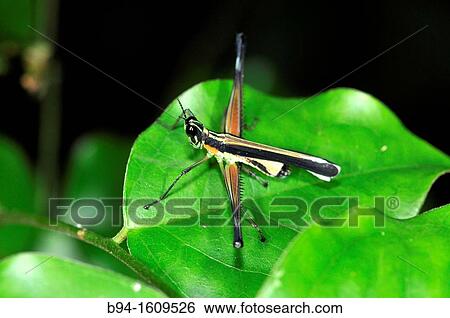 Grasshopper, Madidi National Park in the upper Amazon river basin in Bolivia. View Large Photo Image Stock Photograph - Grasshopper, Madidi National Park in the upper Amazon river basin in Bolivia.. Fotosearch