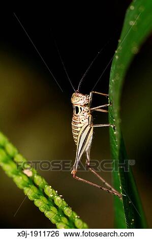 Grasshopper of borneo View Large Photo Image Stock Photograph - Grasshopper of borneo. Fotosearch