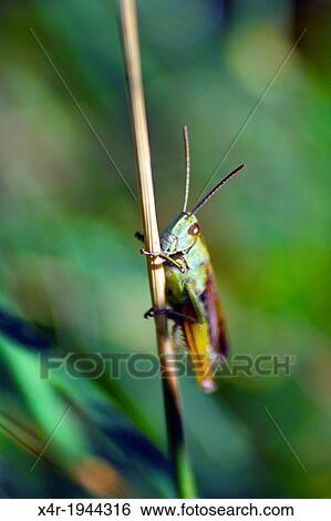 Grasshopper on a stalk of grass in a meadow, County Westmeath, Ireland. View Large Photo Image Stock Photograph - Grasshopper on a stalk of grass in a meadow, County Westmeath, Ireland.. Fotosearch