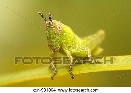 Grasshopper, Portugal View Large Photo Image Picture - Grasshopper, Portugal. Fotosearch