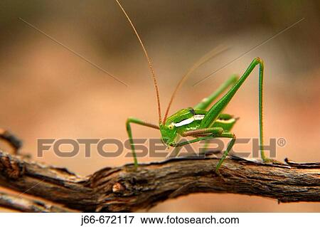 Stock Photo - Grasshopper. Soneja. Castell? n province, Spain.. Fotosearch