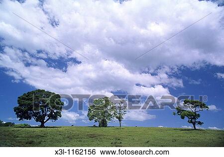 Stock Photograph - Grassland New South Gales Australia. Fotosearch