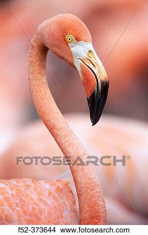 Picture - Grater Flamingo (Phoenicopterus ruber). Fotosearch
