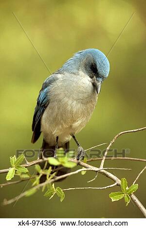 Gray-breasted Jay (Aphelocoma ultramarina), Arizona, USA - Formerly called Mexican Jay - Common in pine-oak canyons on southwestern mountains. View Large Photo Image Stock Photograph - Gray-breasted Jay (Aphelocoma ultramarina), Arizona, USA - Formerly called Mexican Jay - Common in pine-oak canyons on southwestern mountains.. Fotosearch