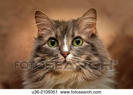 Gray Long Hair Maine Coon Cat View Large Photo Image Stock Image - Gray Long Hair Maine Coon Cat. Fotosearch