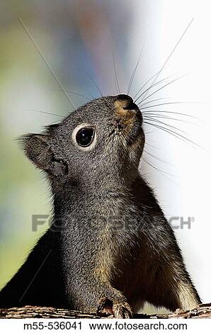Gray Squirrel (Sciurus carolinensis). View Large Photo Image Stock Image - Gray Squirrel (Sciurus carolinensis).. Fotosearch