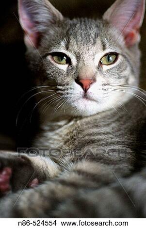 Gray tabby cat View Large Photo Image Picture - Gray tabby cat. Fotosearch