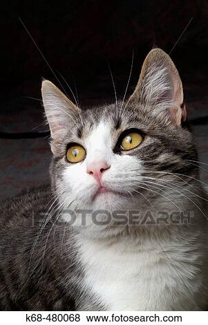 Gray tabby kitten View Large Photo Image Stock Photo - Gray tabby kitten. Fotosearch