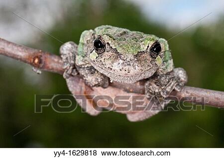 Gray tree frog, Hyla versicolor, female, USA View Large Photo Image Stock Photo - Gray tree frog, Hyla versicolor, female, USA. Fotosearch
