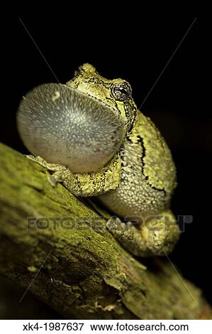Gray treefrog, Hyla versicolor, New York USA, male calling to attract females View Large Photo Image Stock Photo - Gray treefrog, Hyla versicolor, New York USA, male calling to attract females. Fotosearch