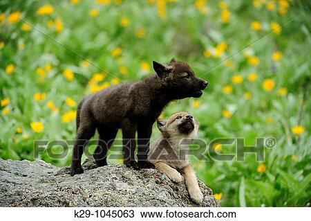 Gray wolf Canis lupus babies howling Bozeman Montana View Large Photo Image Stock Image - Gray wolf Canis lupus babies howling Bozeman Montana. Fotosearch