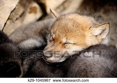 Gray wolf Canis lupus babies View Large Photo Image Stock Photo - Gray wolf Canis lupus babies. Fotosearch