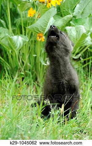 Gray wolf Canis lupus baby howling View Large Photo Image Stock Image - Gray wolf Canis lupus baby howling. Fotosearch