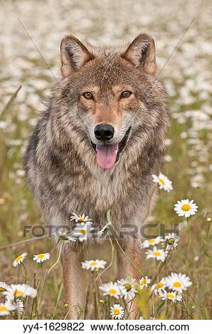 Stock Image - Gray wolf, Canis lupus, in a field of wildflowers, Minnesota, USA. Fotosearch