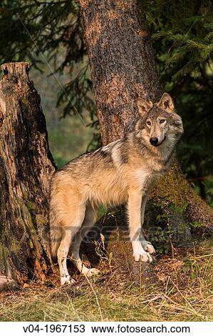 Gray wolf (Canis lupus) in the forest, captive, Montana, USA View Large Photo Image Stock Image - Gray wolf (Canis lupus) in the forest, captive, Montana, USA. Fotosearch