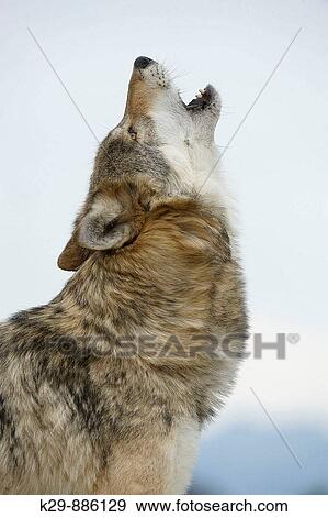 Stock Photo - Gray/grey/timber wolf Canis lupus- captive howling. Fotosearch
