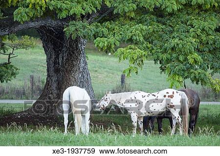 Grazing horses, Oahu, Hawaii View Large Photo Image Stock Photo - Grazing horses, Oahu, Hawaii. Fotosearch