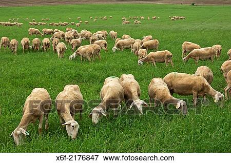 Grazing Lacaune dairy sheep, Roquefort region, Aveyron, France. View Large Photo Image Stock Photo - Grazing Lacaune dairy sheep, Roquefort region, Aveyron, France.. Fotosearch