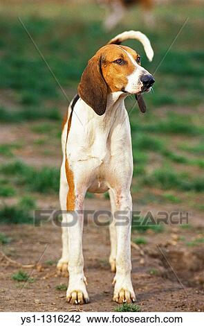 GREAT ANGLO-FRENCH TRICOLOUR HOUND, ADULT View Large Photo Image Stock Image - GREAT ANGLO-FRENCH TRICOLOUR HOUND, ADULT. Fotosearch