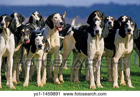 Stock Image - GREAT ANGLO-FRENCH WHITE AND BLACK HOUND, PACK OF ADULTS. Fotosearch