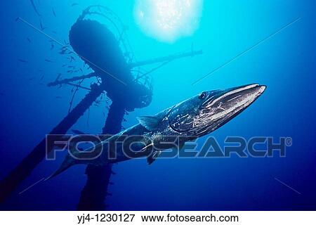 Stock Photo - great barracuda, Sphyraena barracuda, and crow's nest of the USCG Cutter Duane wreck artificial reef, Key Largo, Florida Keys National Marine Sanctuary, Florida, USA, Caribbean Sea, Atlantic Ocean, digital composite. Fotosearch
