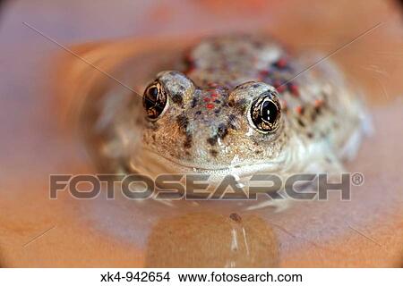 Picture - Great Basin Spadefoot (Scaphiopus intermontanus) newly metamorphosed. Utah, USA. Fotosearch