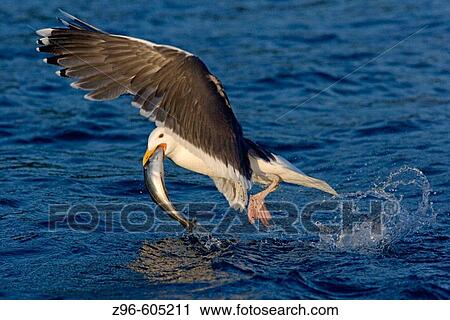 Great Black-backed Gull (Larus marinus) catching fish. Norway View Large Photo Image Stock Image - Great Black-backed Gull (Larus marinus) catching fish. Norway. Fotosearch