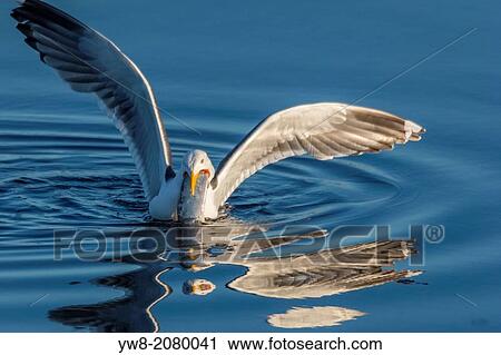 Great Black backed Seagull with a herring, Iceland. View Large Photo Image Stock Image - Great Black backed Seagull with a herring, Iceland.. Fotosearch