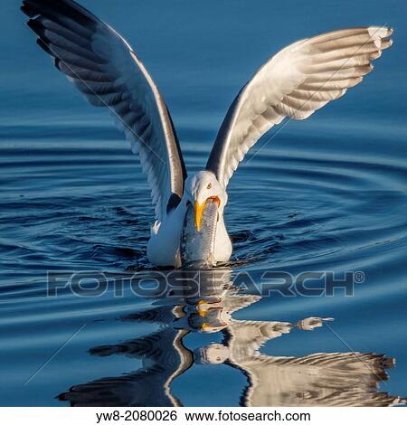 Great Black backed Seagull with a herring, Iceland. View Large Photo Image Stock Photograph - Great Black backed Seagull with a herring, Iceland.. Fotosearch