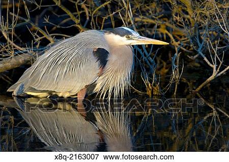 Great Blue Ardea herodias Heron, Chincoteague National Wildlife Refuge, Virginia, USA. View Large Photo Image Stock Photo - Great Blue Ardea herodias Heron, Chincoteague National Wildlife Refuge, Virginia, USA.. Fotosearch
