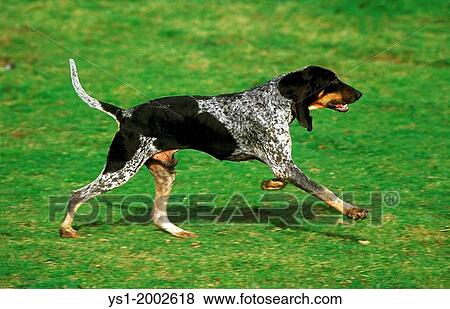 Great Blue Gascony Hound, Male Dog running on Grass. View Large Photo Image Stock Photo - Great Blue Gascony Hound, Male Dog running on Grass.. Fotosearch